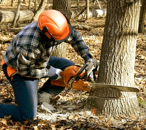 Tree Removal in Clarksville, PA